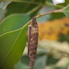 Bathromelas hyaloscopa at Holder Wetlands - 20 Nov 2023 01:50 PM