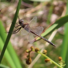 Hemicordulia tau (Tau Emerald) at Harolds Cross, NSW - 18 Nov 2023 by MatthewFrawley