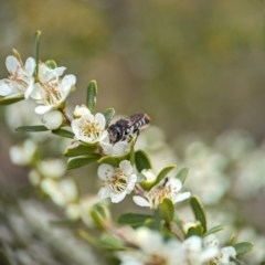 Megachile ferox (Resin bee) at Holder Wetlands - 20 Nov 2023 by Miranda
