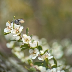 Megachile ferox at Holder Wetlands - 20 Nov 2023