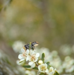 Megachile ferox at Holder Wetlands - 20 Nov 2023