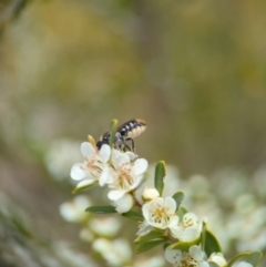 Megachile ferox at Holder Wetlands - 20 Nov 2023 01:44 PM