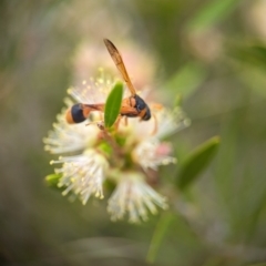 Delta bicinctum (Potter wasp) at Holder Wetlands - 20 Nov 2023 by Miranda
