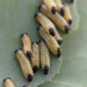 Paropsis atomaria at Holder Wetlands - 20 Nov 2023