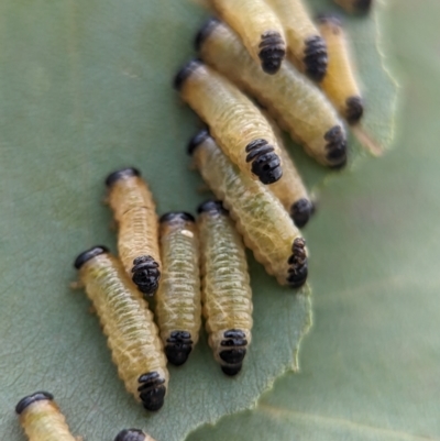 Paropsis atomaria (Eucalyptus leaf beetle) at Holder Wetlands - 20 Nov 2023 by Miranda