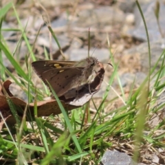 Hesperilla donnysa (Varied Sedge-skipper) at Harolds Cross, NSW - 18 Nov 2023 by MatthewFrawley