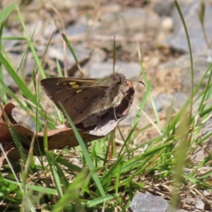 Hesperilla donnysa at QPRC LGA - 18 Nov 2023