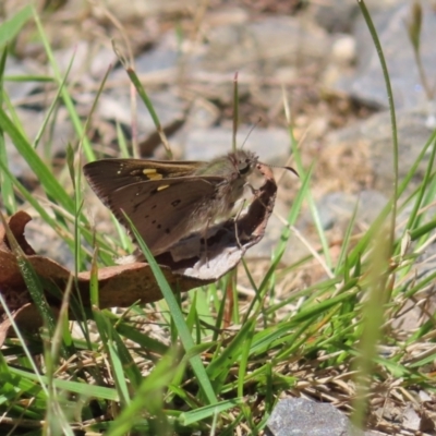 Hesperilla donnysa (Varied Sedge-skipper) at Harolds Cross, NSW - 18 Nov 2023 by MatthewFrawley