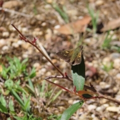 Hesperilla donnysa at QPRC LGA - suppressed