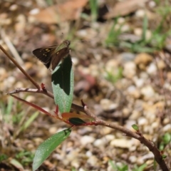 Hesperilla donnysa at QPRC LGA - 18 Nov 2023