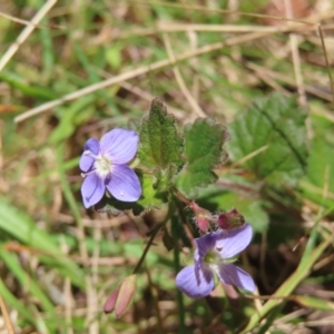 Veronica calycina at QPRC LGA - 18 Nov 2023