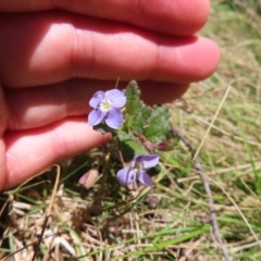 Veronica calycina at QPRC LGA - 18 Nov 2023