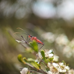 Gminatus australis at Holder Wetlands - 20 Nov 2023