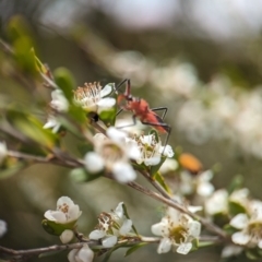 Gminatus australis at Holder Wetlands - 20 Nov 2023