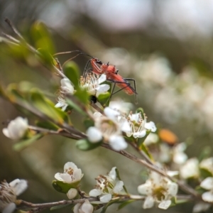 Gminatus australis at Holder Wetlands - 20 Nov 2023