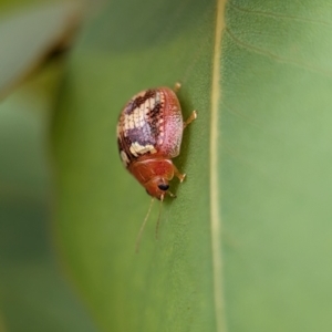 Paropsisterna sp. ("Ch11" of DeLittle 1979) at Holder Wetlands - 20 Nov 2023 12:50 PM