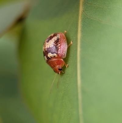 Paropsisterna sp. ("Ch11" of DeLittle 1979) (A leaf beetle) at Holder Wetlands - 20 Nov 2023 by Miranda