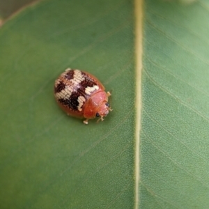 Paropsisterna sp. ("Ch11" of DeLittle 1979) at Holder Wetlands - 20 Nov 2023