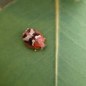 Paropsisterna sp. ("Ch11" of DeLittle 1979) at Molonglo Valley, ACT - 20 Nov 2023