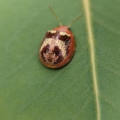 Paropsisterna sp. ("Ch11" of DeLittle 1979) at Holder Wetlands - 20 Nov 2023