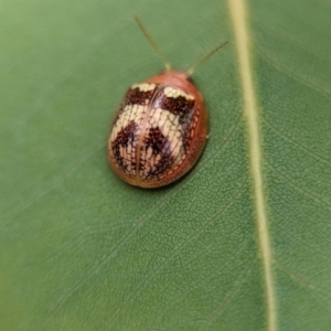 Paropsisterna sp. ("Ch11" of DeLittle 1979) at Molonglo Valley, ACT - 20 Nov 2023