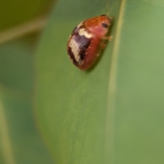 Paropsisterna sp. ("Ch11" of DeLittle 1979) at Holder Wetlands - 20 Nov 2023