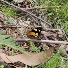 Heteronympha merope (Common Brown Butterfly) at Farringdon, NSW - 20 Nov 2023 by Csteele4