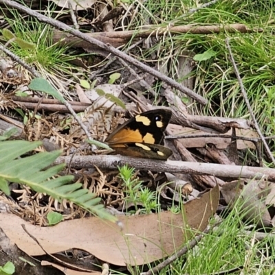 Heteronympha merope (Common Brown Butterfly) at Farringdon, NSW - 20 Nov 2023 by Csteele4