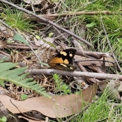 Heteronympha merope (Common Brown Butterfly) at Tallaganda State Forest - 20 Nov 2023 by Csteele4