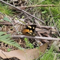 Heteronympha merope at QPRC LGA - 20 Nov 2023