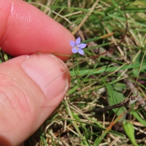 Wahlenbergia sp. at QPRC LGA - 18 Nov 2023 11:43 AM