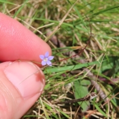 Wahlenbergia sp. at QPRC LGA - 18 Nov 2023