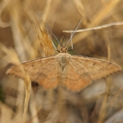 Scopula rubraria (Reddish Wave, Plantain Moth) at Holder, ACT - 20 Nov 2023 by Miranda