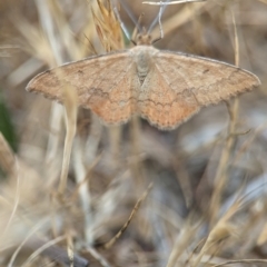 Scopula rubraria at Holder, ACT - 20 Nov 2023