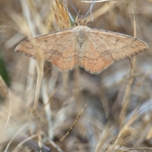 Scopula rubraria at Holder, ACT - 20 Nov 2023