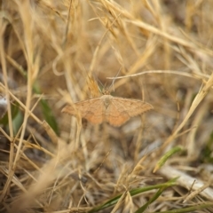 Scopula rubraria at Holder, ACT - 20 Nov 2023