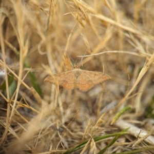 Scopula rubraria at Holder, ACT - 20 Nov 2023