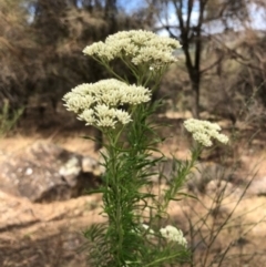 Cassinia aculeata subsp. aculeata (Dolly Bush, Common Cassinia, Dogwood) at Oakey Hill - 12 Nov 2023 by GregC