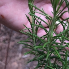 Cassinia aculeata subsp. aculeata at Oakey Hill - 12 Nov 2023 03:51 PM