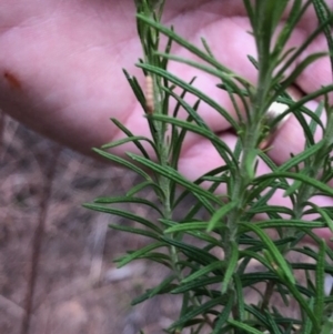 Cassinia aculeata subsp. aculeata at Oakey Hill - 12 Nov 2023