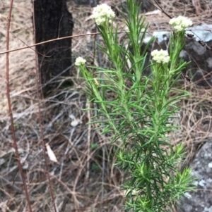Cassinia aculeata subsp. aculeata at Oakey Hill - 12 Nov 2023
