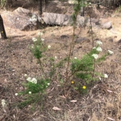 Cassinia aculeata subsp. aculeata at Oakey Hill - 12 Nov 2023 03:51 PM