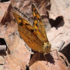 Heteronympha merope (Common Brown Butterfly) at Harolds Cross, NSW - 18 Nov 2023 by MatthewFrawley