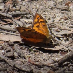 Heteronympha merope at QPRC LGA - 18 Nov 2023