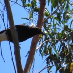 Strepera graculina (Pied Currawong) at Tallaganda State Forest - 18 Nov 2023 by MatthewFrawley