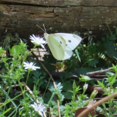 Pieris rapae (Cabbage White) at QPRC LGA - 18 Nov 2023 by MatthewFrawley