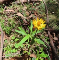 Xerochrysum bracteatum (Golden Everlasting) at Tallaganda State Forest - 18 Nov 2023 by MatthewFrawley