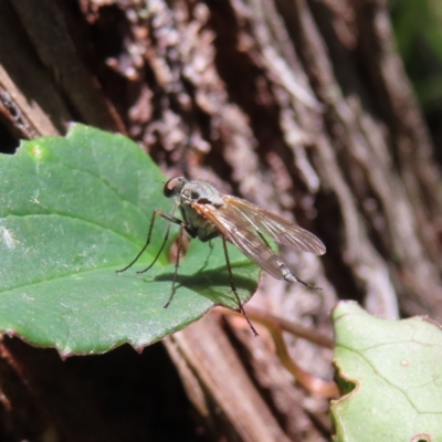 Unidentified Long-legged Fly (Dolichopodidae) at Harolds Cross, NSW - 18 Nov 2023 by MatthewFrawley