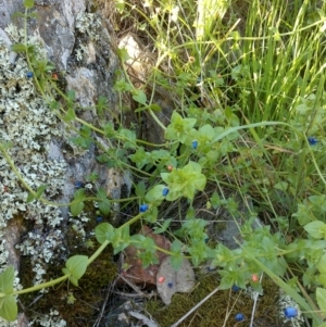 Lysimachia loeflingii at Nangus, NSW - 30 Sep 2015 04:01 PM
