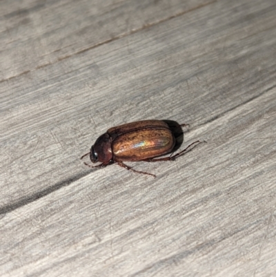 Sericesthis geminata (Pruinose scarab) at Wright, ACT - 20 Nov 2023 by Rebeccajgee